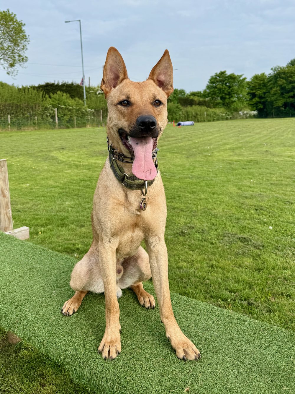 A healthy raw-fed dog on the grass