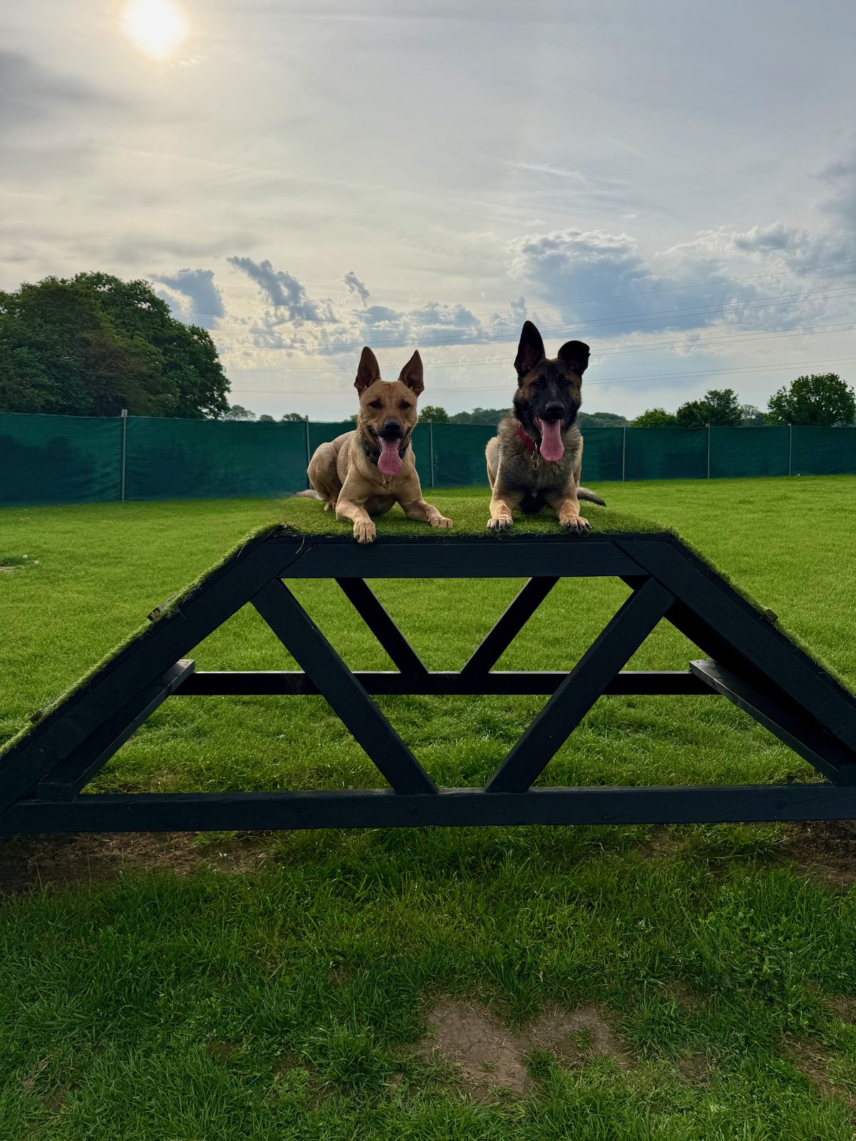 Terry and Zeus, raw-fed German Shepherds, outdoors