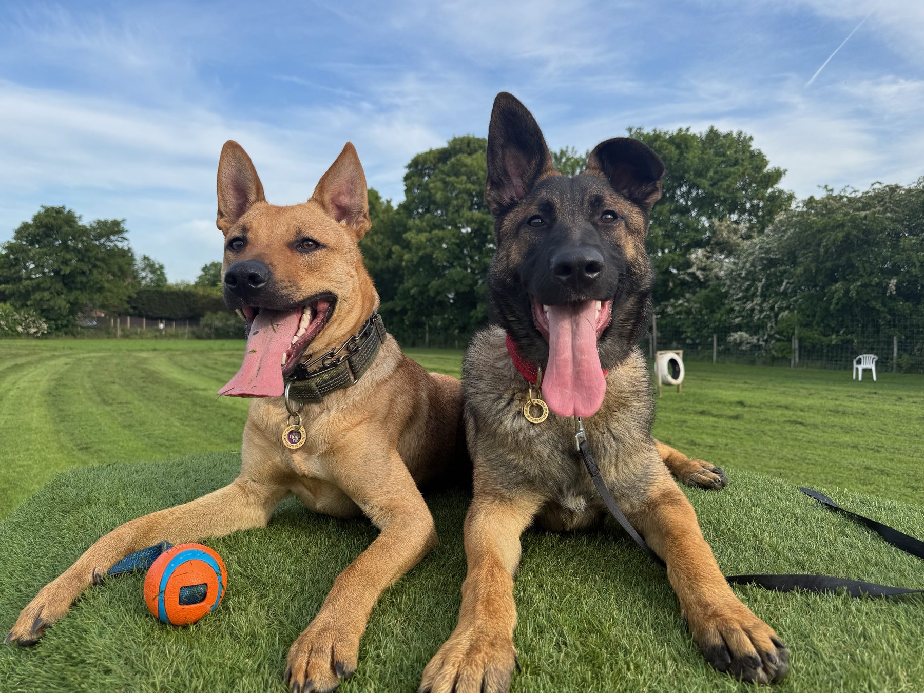 Terry and Zeus, two raw-fed German Shepherds, on the grass